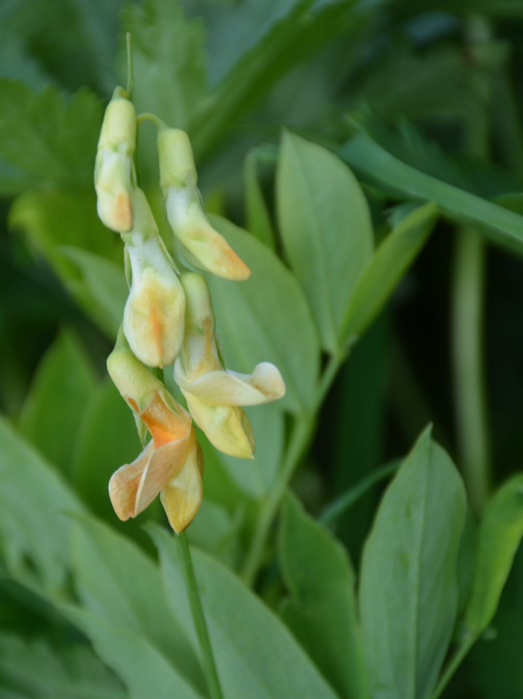 Lathyrus da identificare